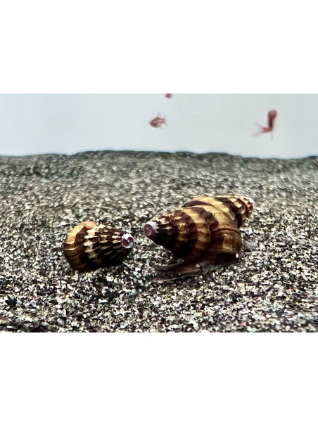 Anentome helena – Caracol asesino – Caracol Come Caracoles