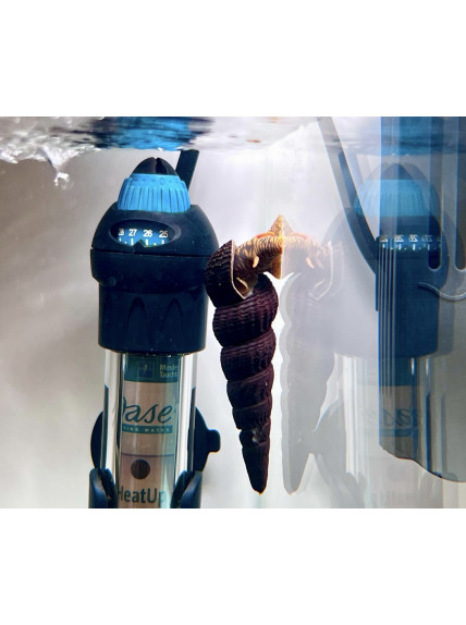 Caracol conejo naranja – Tylomelania sp. 2