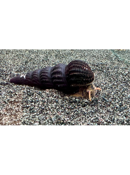 Caracol conejo naranja – Tylomelania sp.