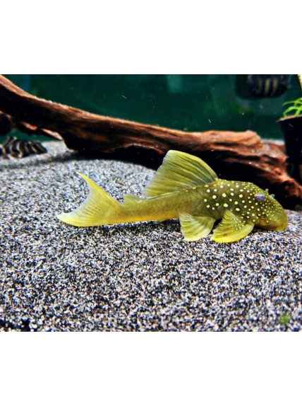 Baryancistrus demantoides - Fantasma Verde - L200