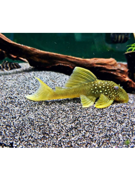 Baryancistrus demantoides - Fantasma Verde - L200