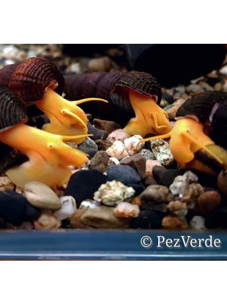 Caracol conejo naranja – Tylomelania sp.