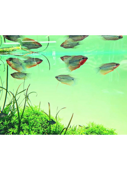 Gourami Perla 2