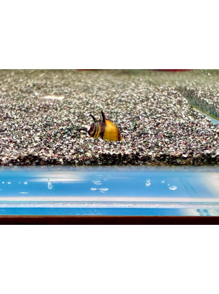 Clithon corona – Caracol Abeja 2