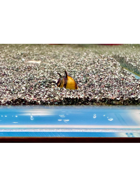 Clithon corona – Caracol Abeja