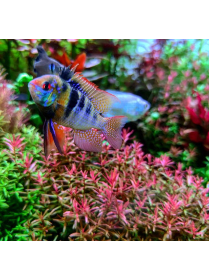 Mikrogeophagus ramirezi - Azul Alemán - 3,5 - 4,0 cm 2