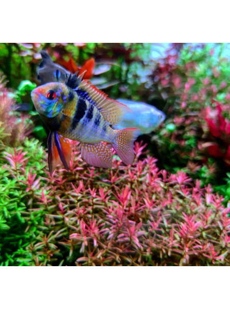 Mikrogeophagus ramirezi - Azul Alemán - 3,5 - 4,0 cm