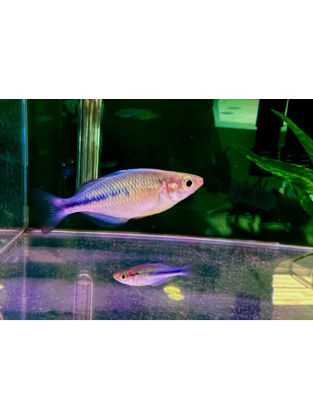 Melanotaenia lacustris