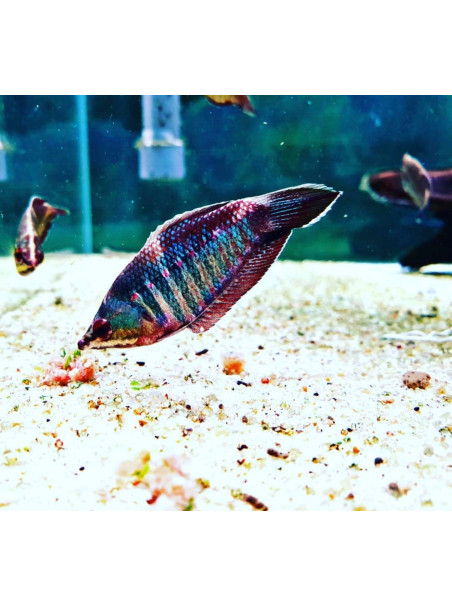 Sphaerichthys vaillanti – Gourami Samurai