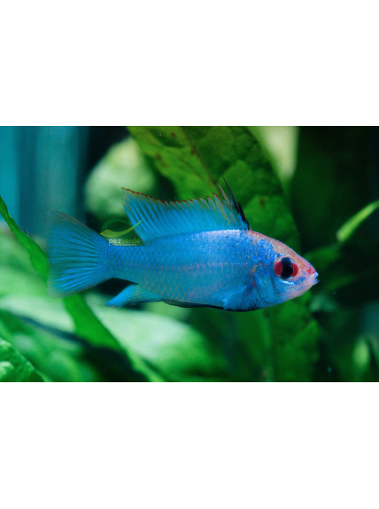 Mikrogeophagus ramirezi - Azul Eléctrico - Electric Blue