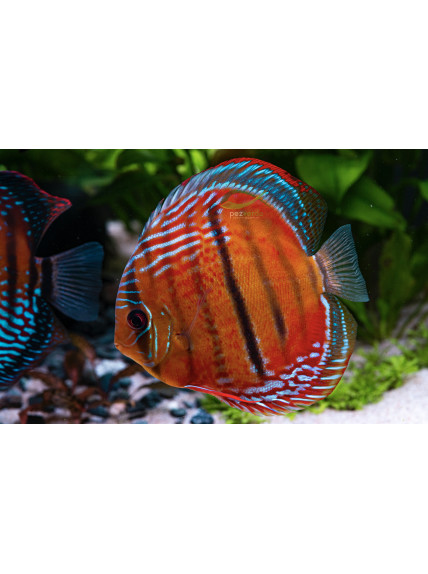 Disco Dorado ICA - Ejemplar Premium 6