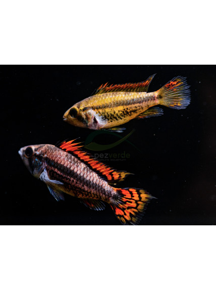 Apistogramma cacatuoides doble rojo