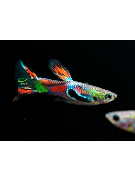 Poecilia wingei var giant – Endler Macho Gigante