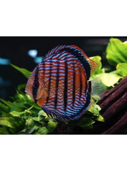 Disco Rojo Real Iripixi ICA - Ejemplar Premium 4