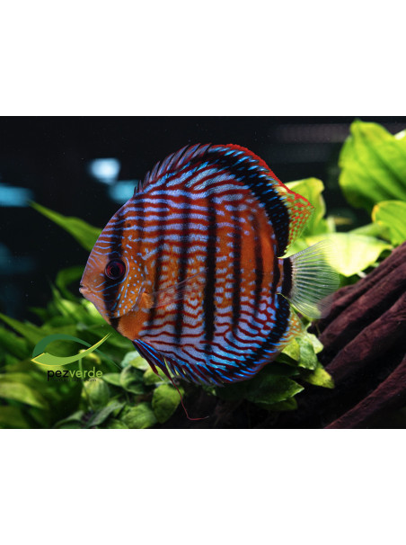 Disco Rojo Real Iripixi ICA - Ejemplar Premium 4