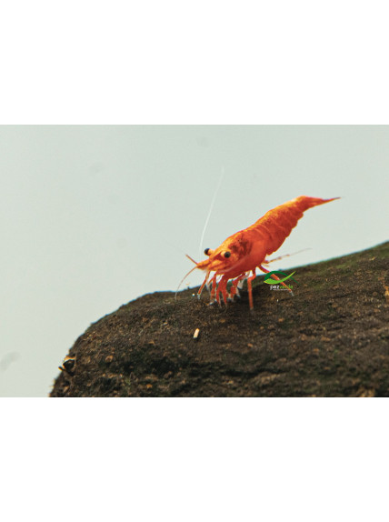 Neocaridina davidi var ‘Orange’