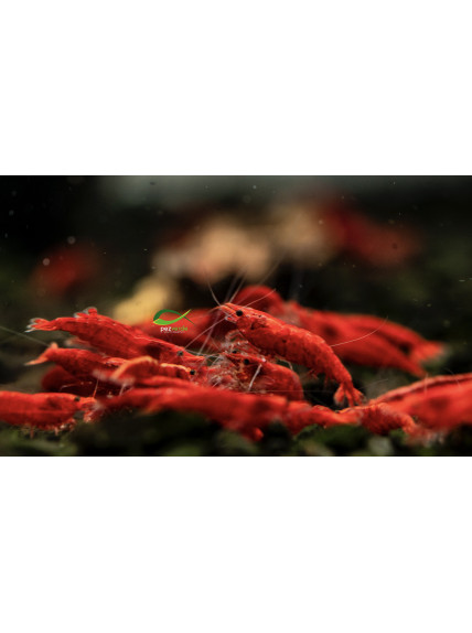 Neocaridina davidi var ‘Red Cherrie’