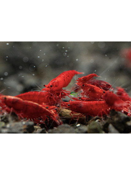 Neocaridina davidi var ‘Bloody Mary’