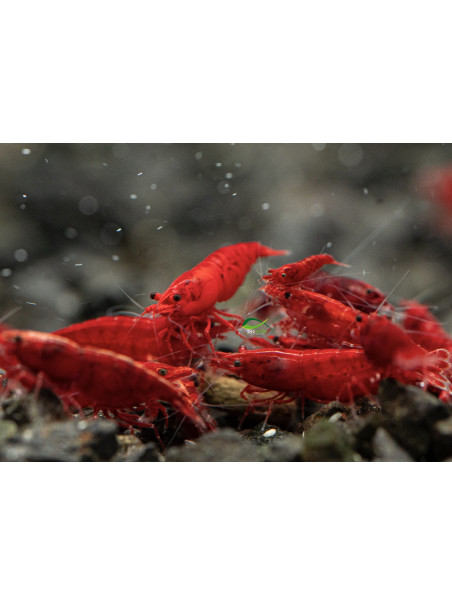 Neocaridina davidi var ‘Bloody Mary’
