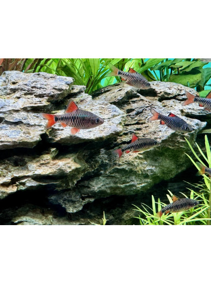 Oliotius oligolepis – Barbo Ajedrez