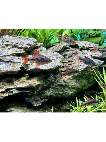 Oliotius oligolepis – Barbo Ajedrez