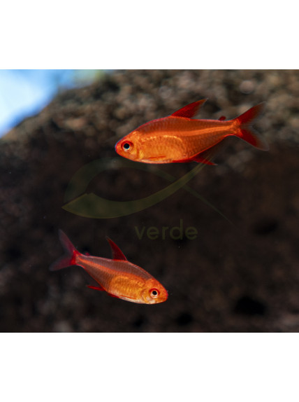 Hyphessobrycon sp. 'Muzel Red Cherry' 2