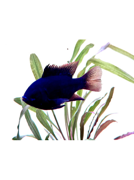 Mikrogeophagus ramirezi - Black Carbon - 4.0 - 5.0 cm