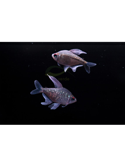 Moenkhausia pittieri– Tetra Diamante – Monjita Diamante 2