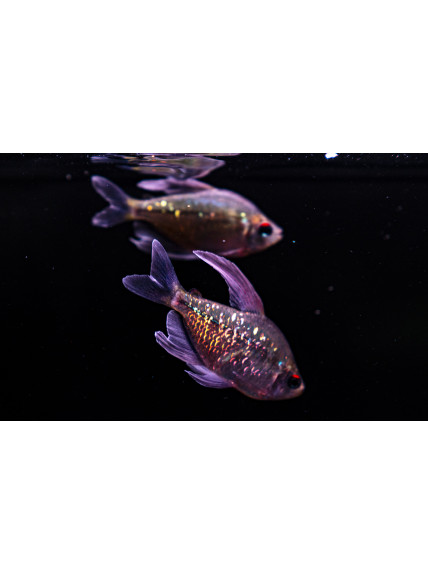 Moenkhausia pittieri– Tetra Diamante – Monjita Diamante