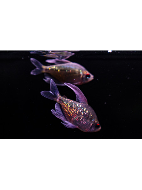 Moenkhausia pittieri– Tetra Diamante – Monjita Diamante