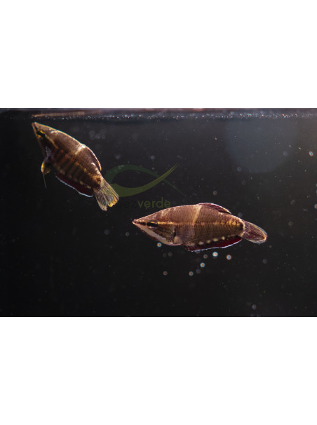 Sphaerichthys vaillanti – Gourami Samurai