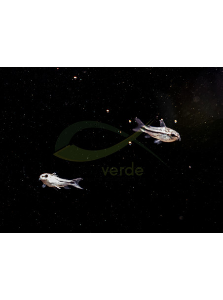 Corydoras pygmaeus - Corydora pigmea