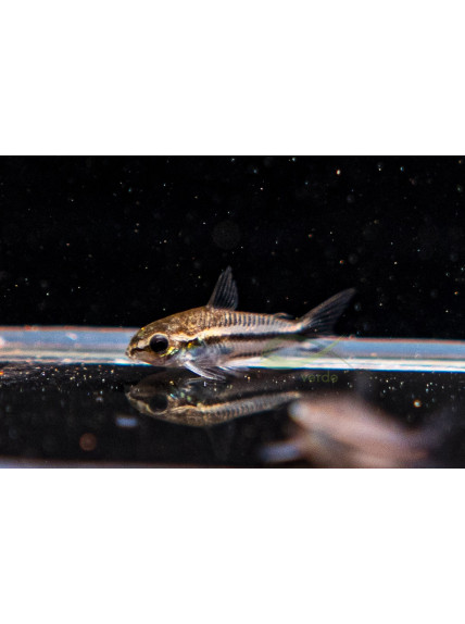 Corydoras pygmaeus - Corydora pigmea