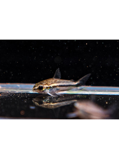 Corydoras pygmaeus - Corydora pigmea