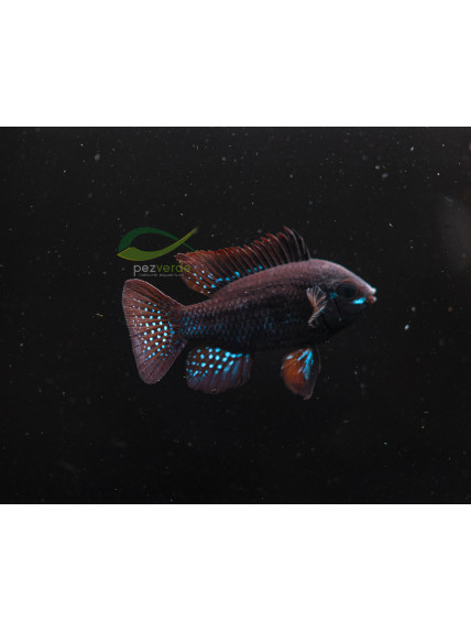 Mikrogeophagus ramirezi - Black Carbon - 4.0 - 5.0 cm