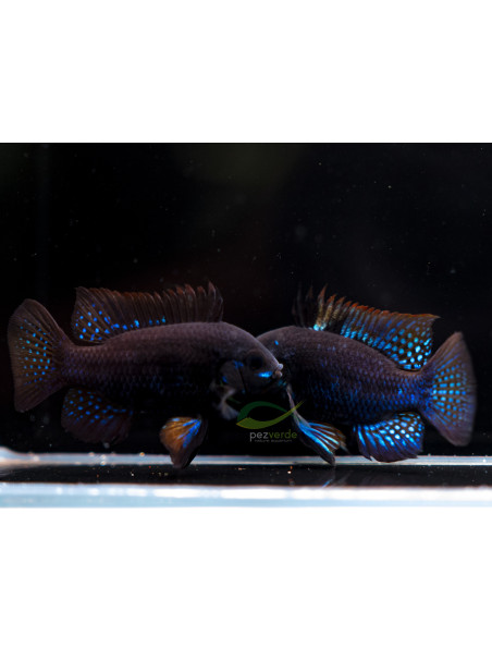 Mikrogeophagus ramirezi - Black Carbon - 4.0 - 5.0 cm