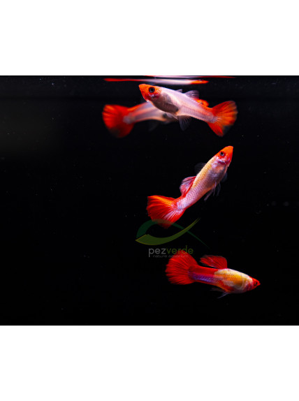 Poecilia reticulata – Guppy Kohaku Cabeza Roja