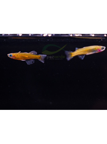 Pseudomugil gertrudae