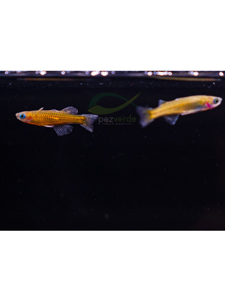 Pseudomugil gertrudae