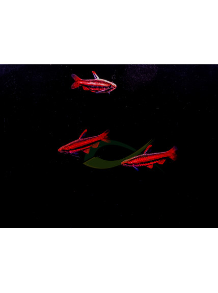 Nannostomus mortenthaleri - Pez Lápiz Coral