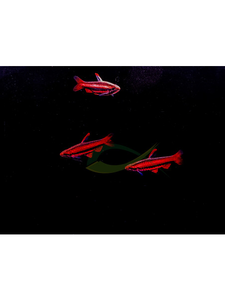 Nannostomus mortenthaleri - Pez Lápiz Coral