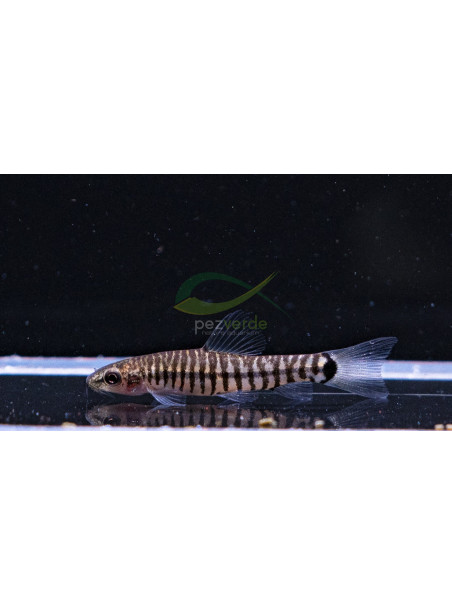 Botia Enana Ajedrez - Ambastaia sidthimunki