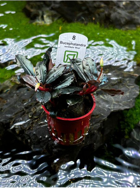 Bucephalandra sordidula 'Blue' en maceta