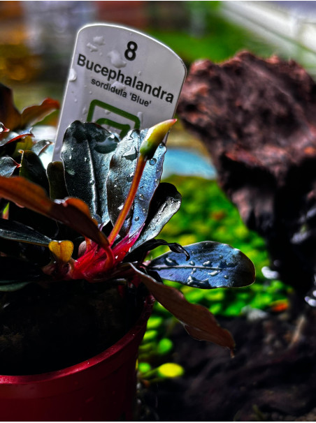 Bucephalandra sordidula 'Blue' en maceta
