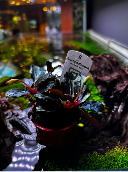 Bucephalandra sordidula 'Blue' en maceta
