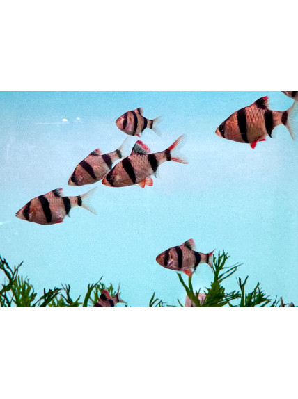 Puntigrus tetrazona - Barbo Tetrazona 2