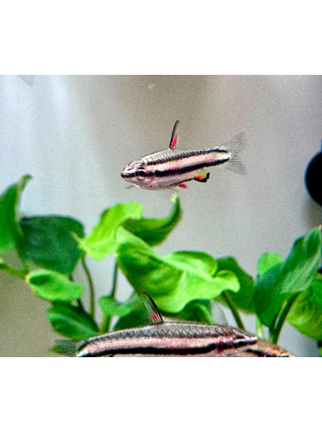 Nannostomus marginatus - Pez Lápiz marginatus