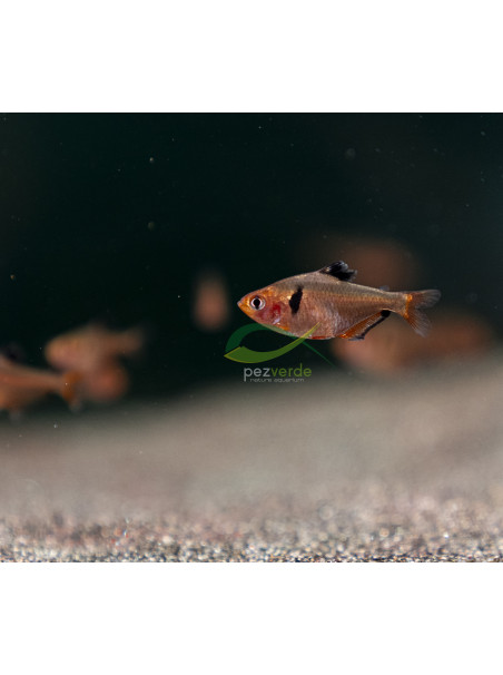 Hyphessobrycon eques - Tetra serpae