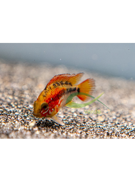 Apistograma viejita II