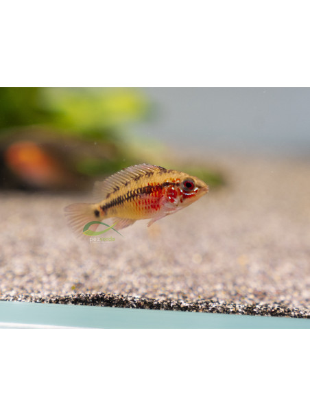 Apistograma viejita II